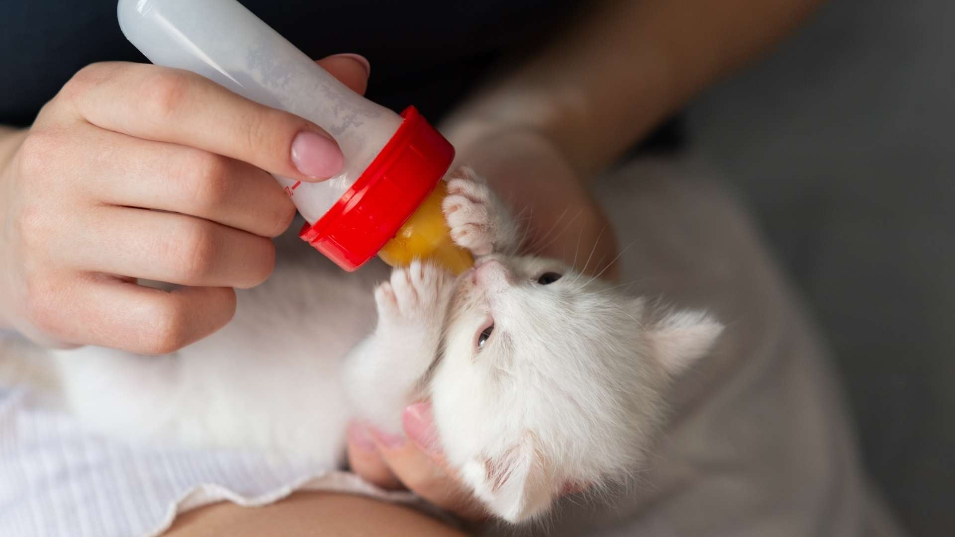 gatito tomando leche maternizada